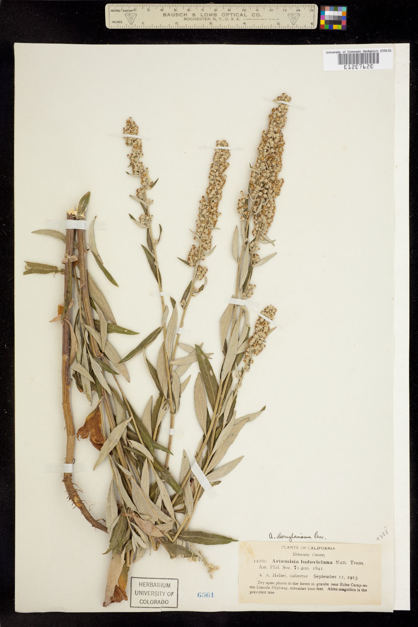 Artemisia douglasiana image