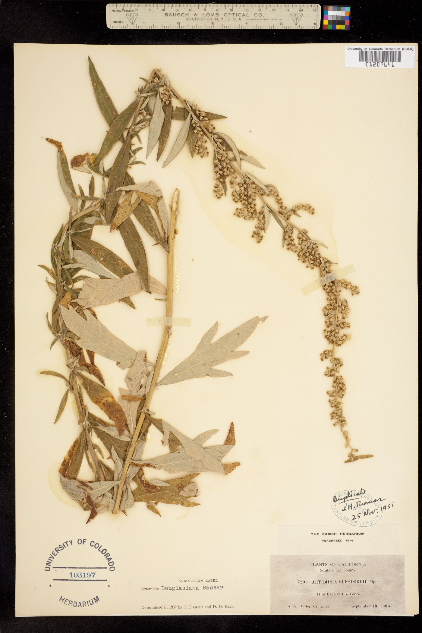 Artemisia douglasiana image