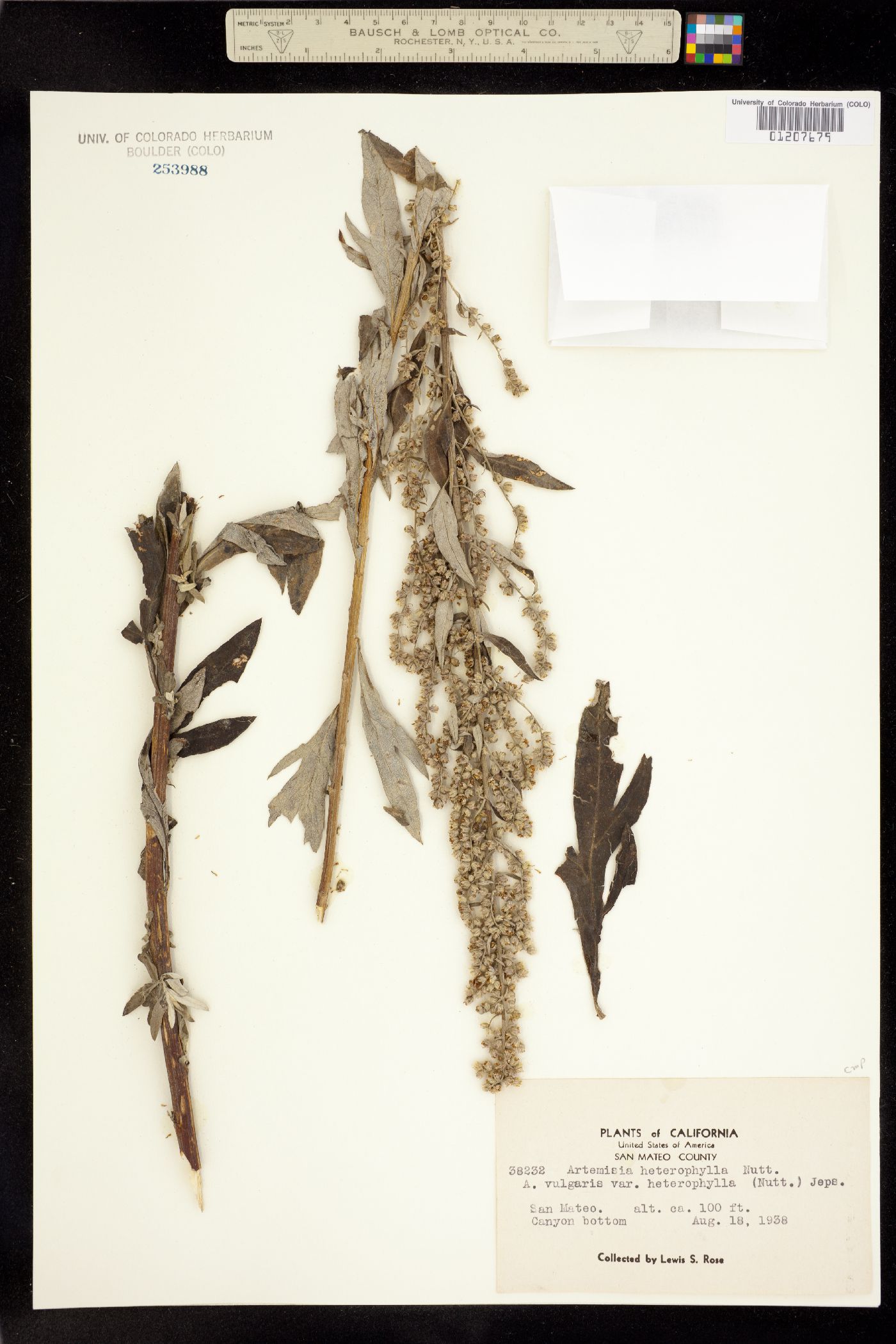 Artemisia douglasiana image