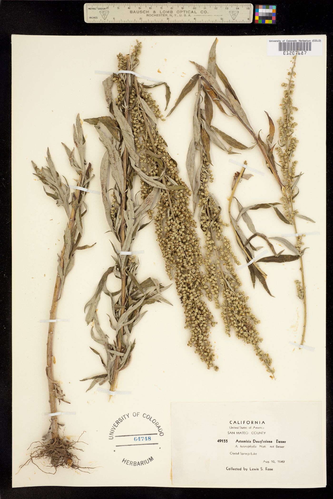 Artemisia douglasiana image