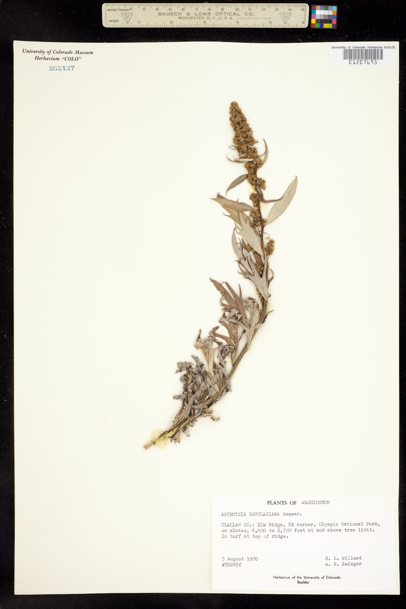 Artemisia douglasiana image