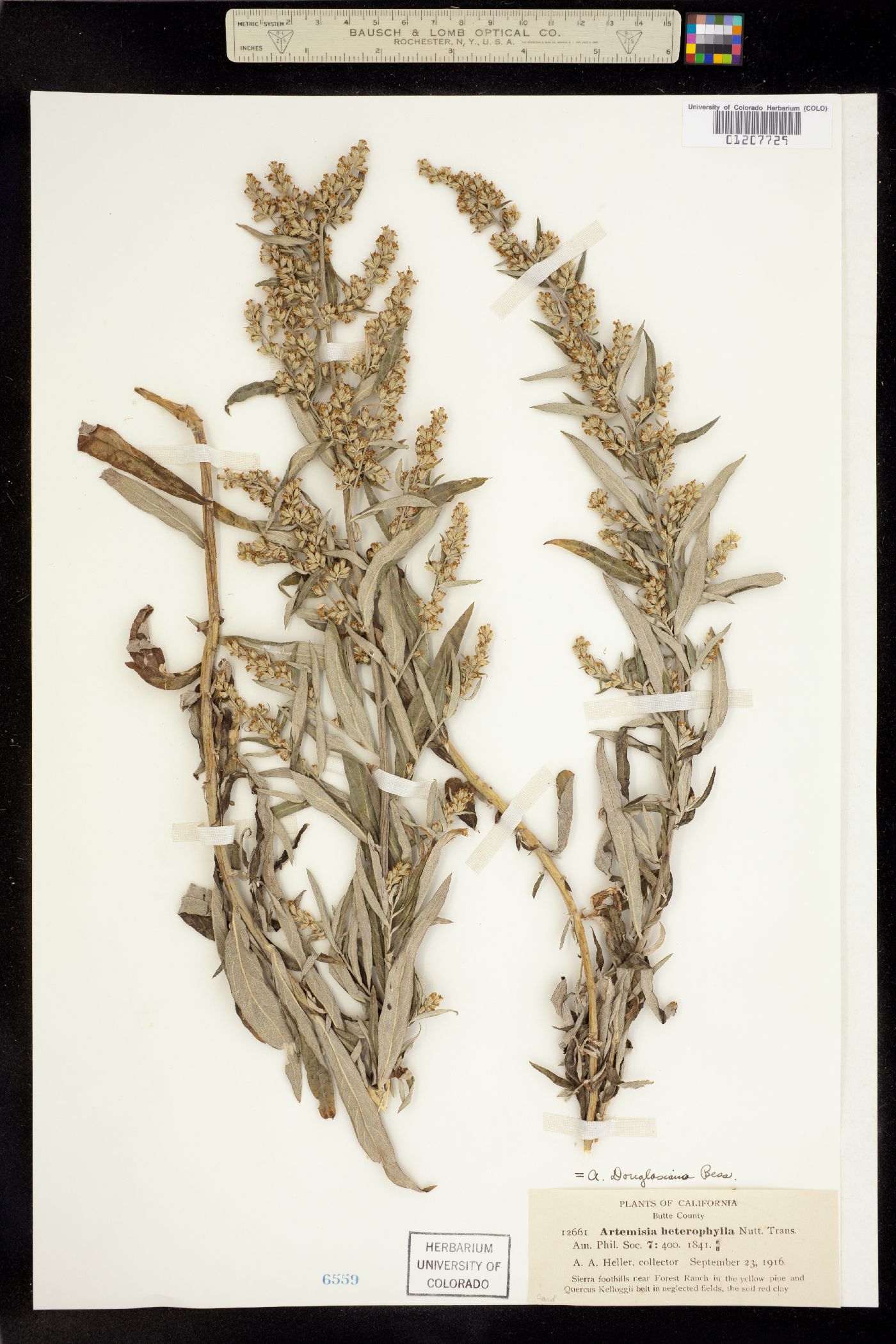Artemisia douglasiana image