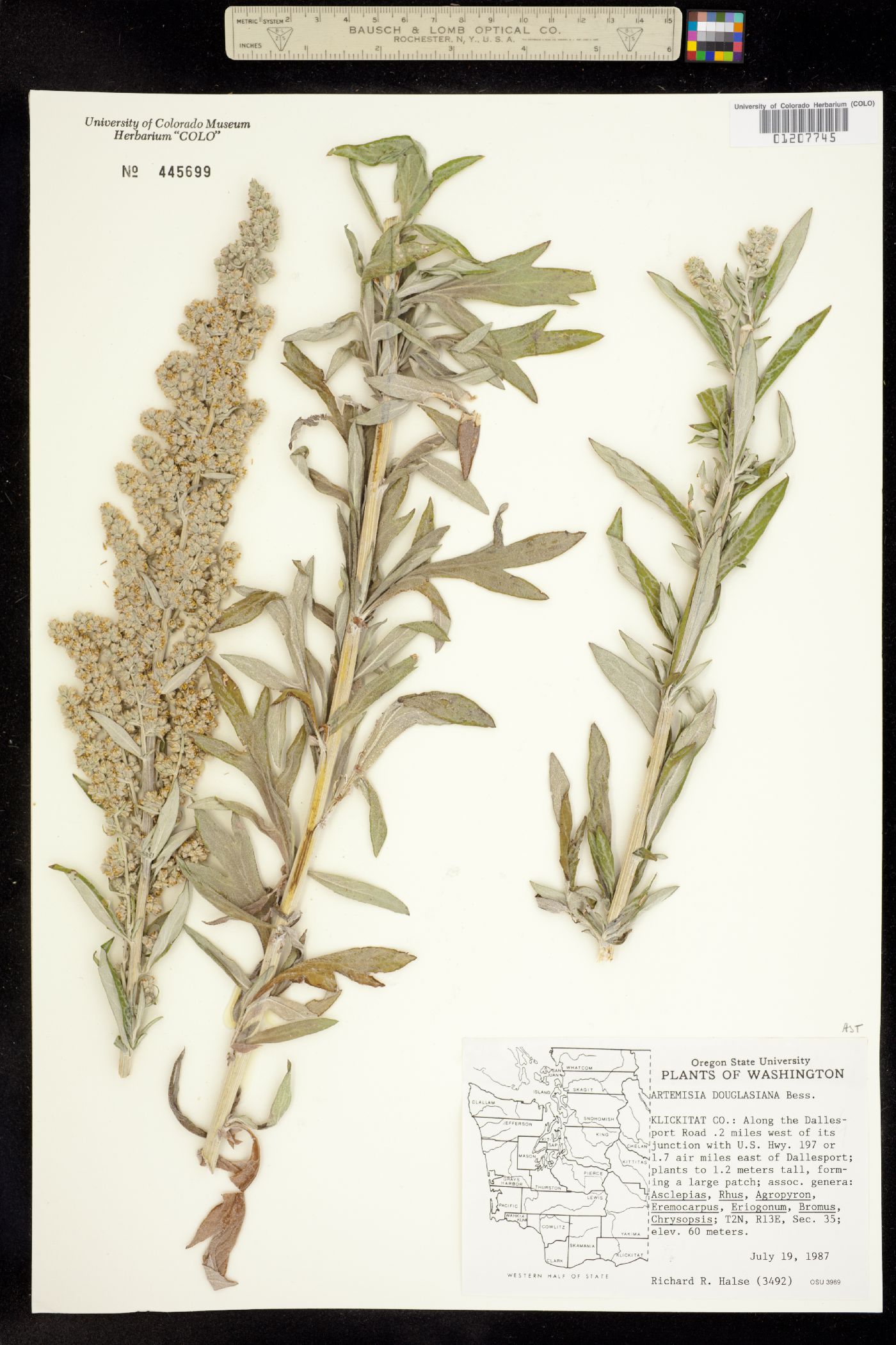 Artemisia douglasiana image
