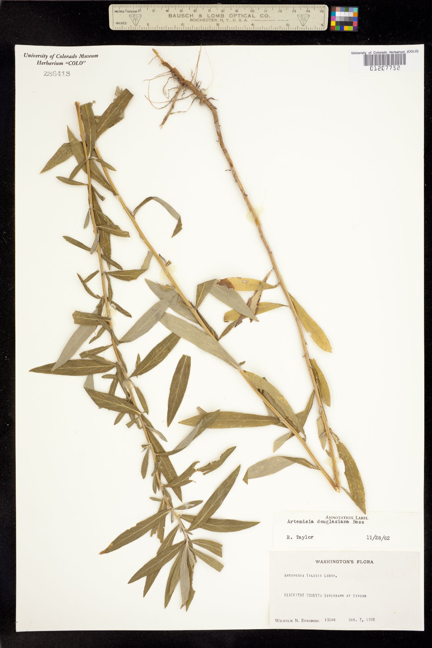 Artemisia douglasiana image