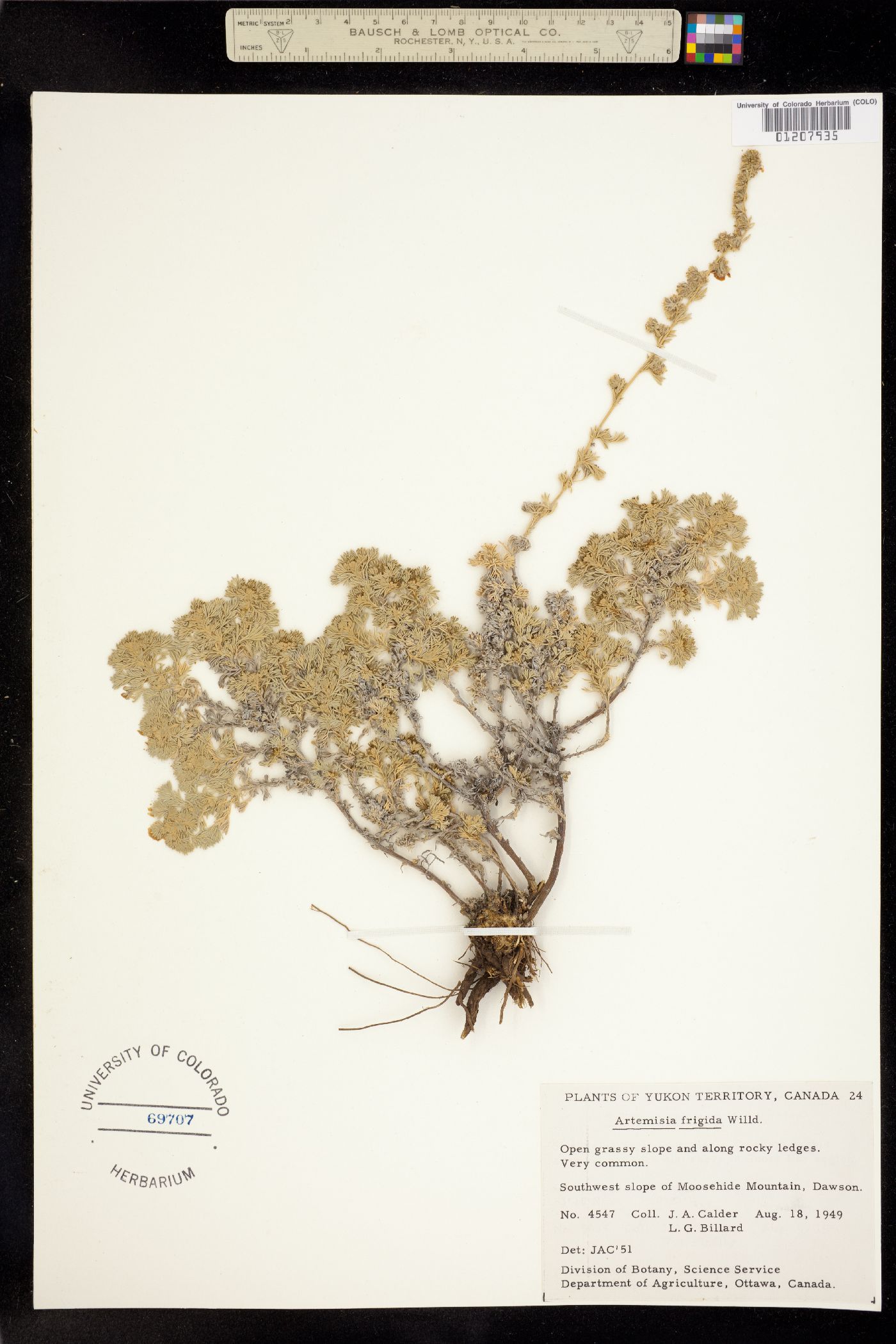 Artemisia image