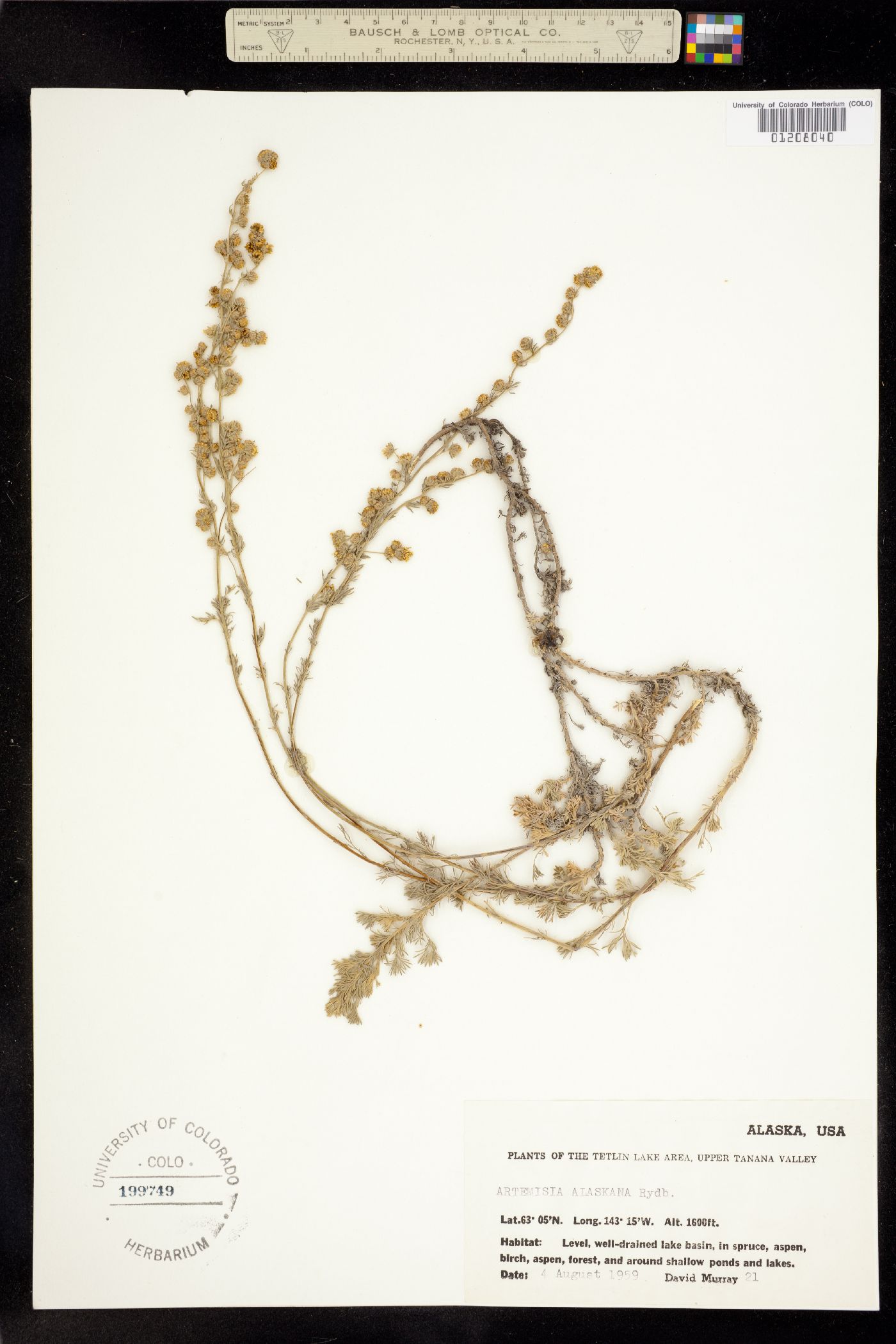 Artemisia image