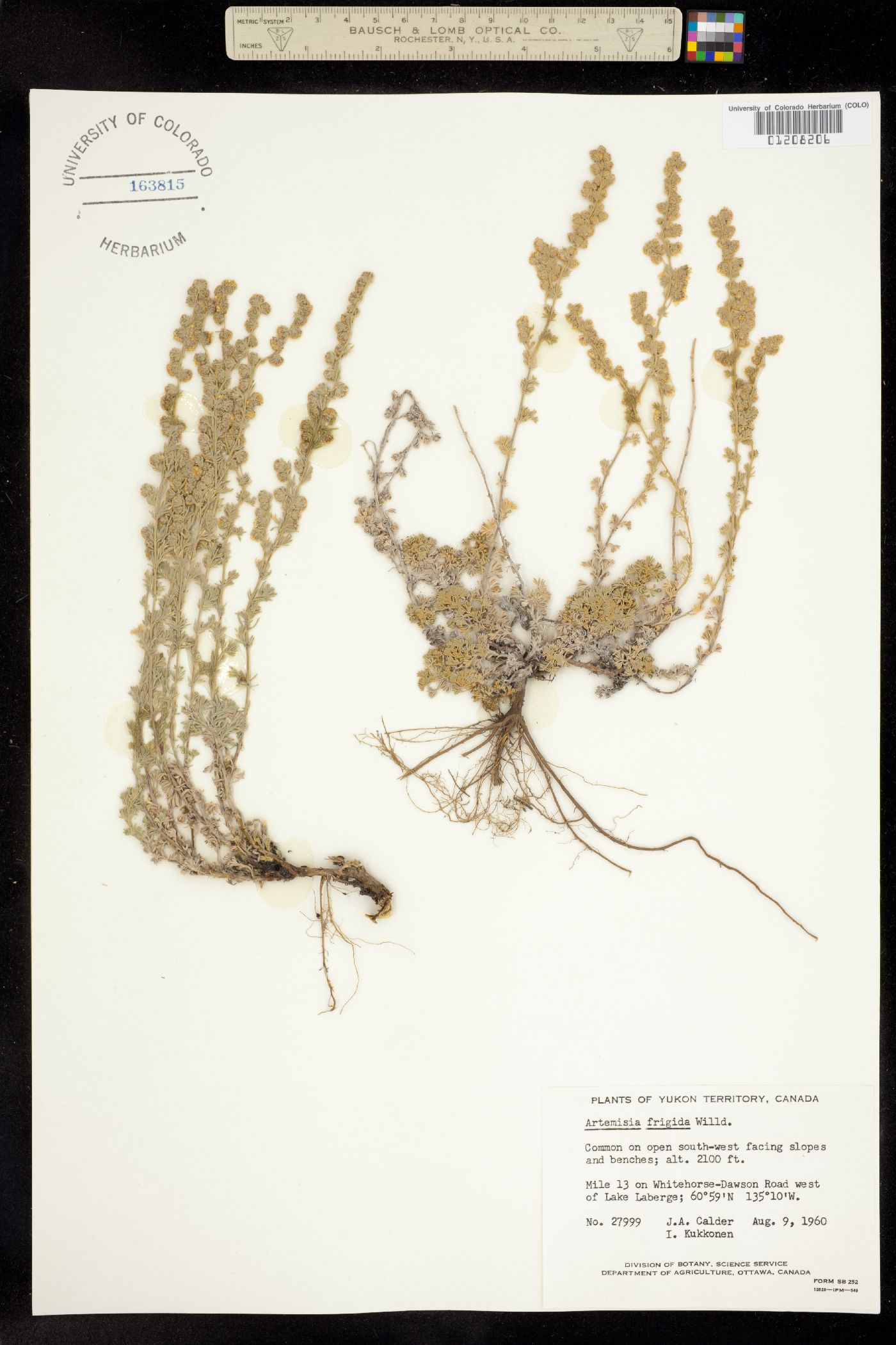 Artemisia frigida image