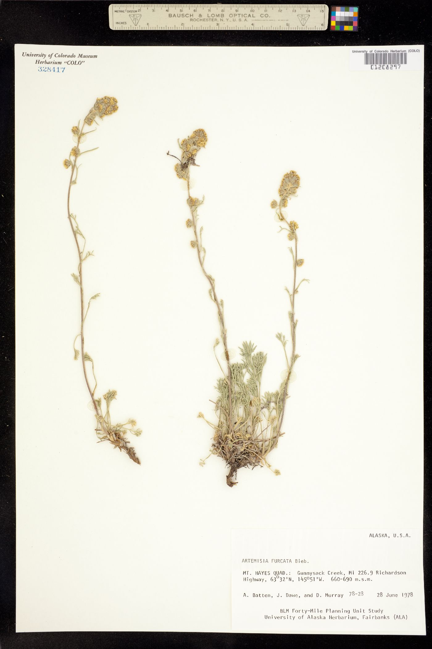 Artemisia furcata image