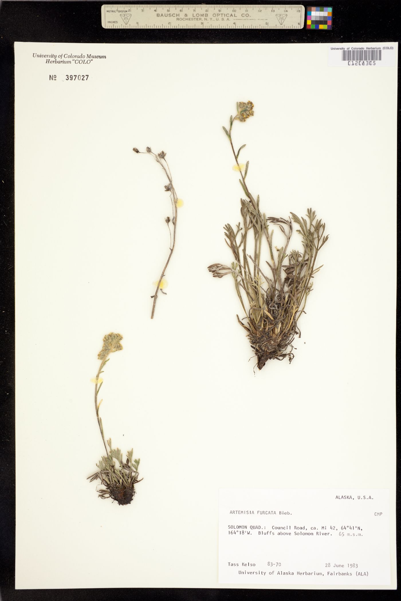 Artemisia furcata image