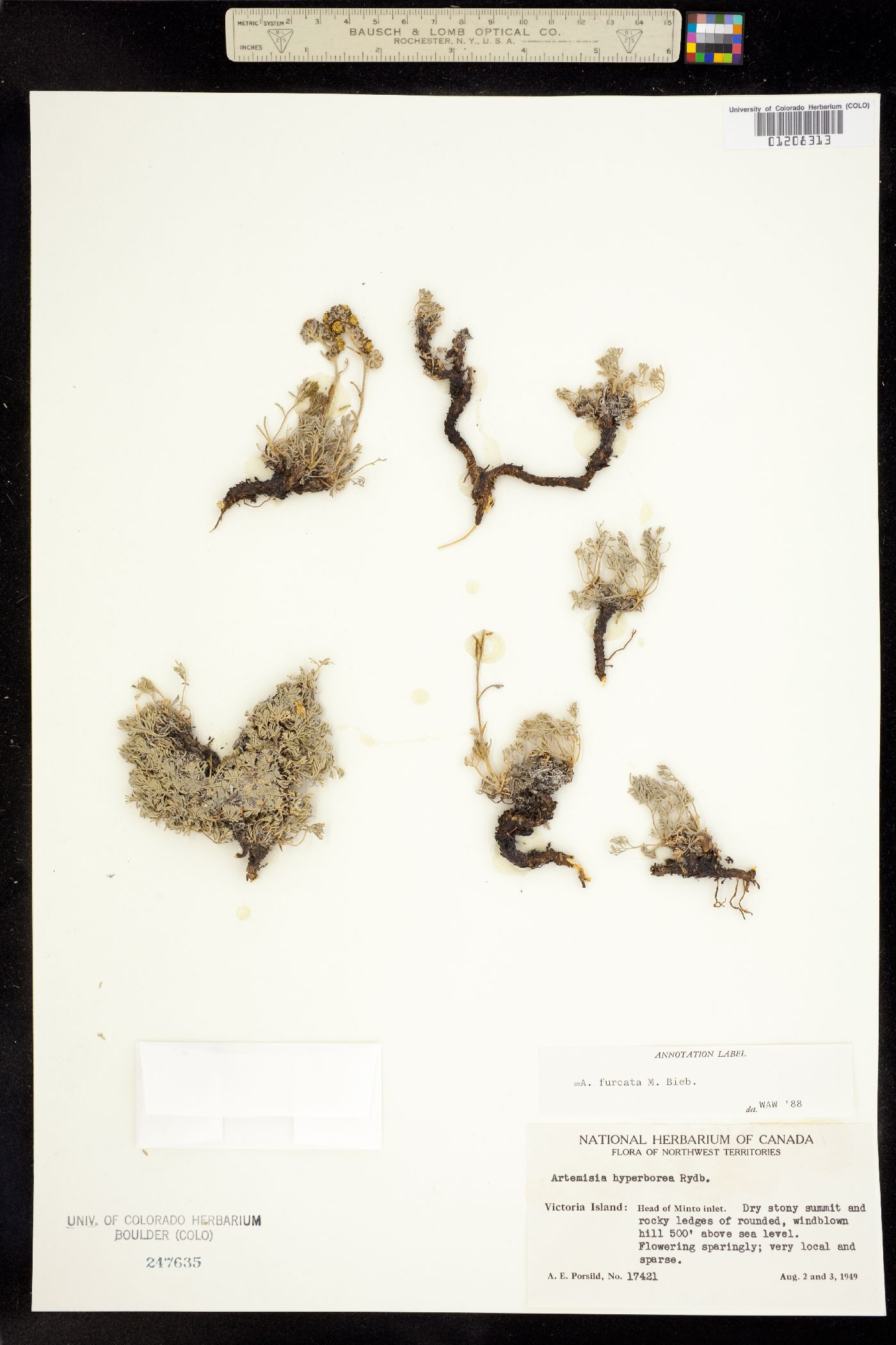 Artemisia furcata image