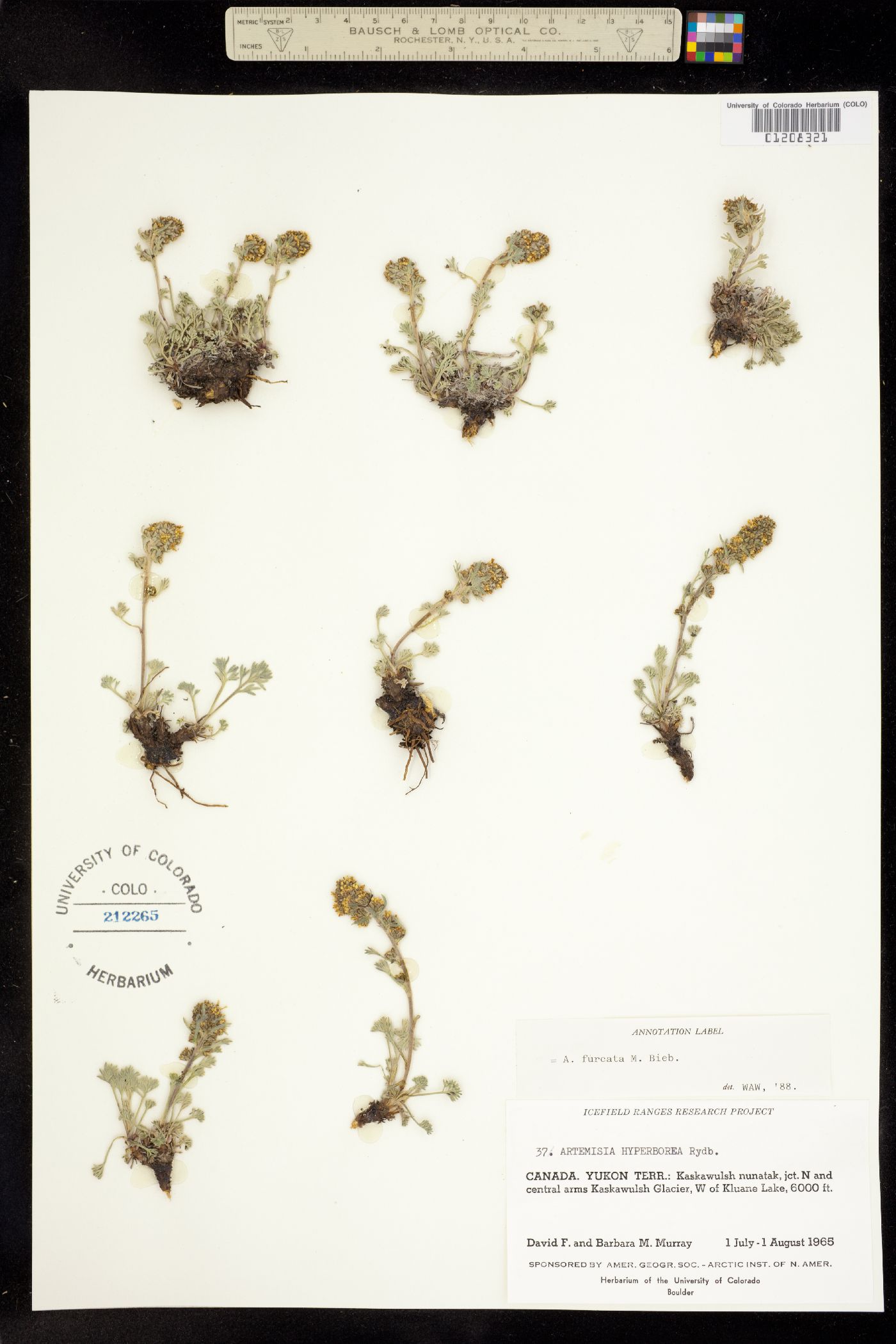 Artemisia furcata image