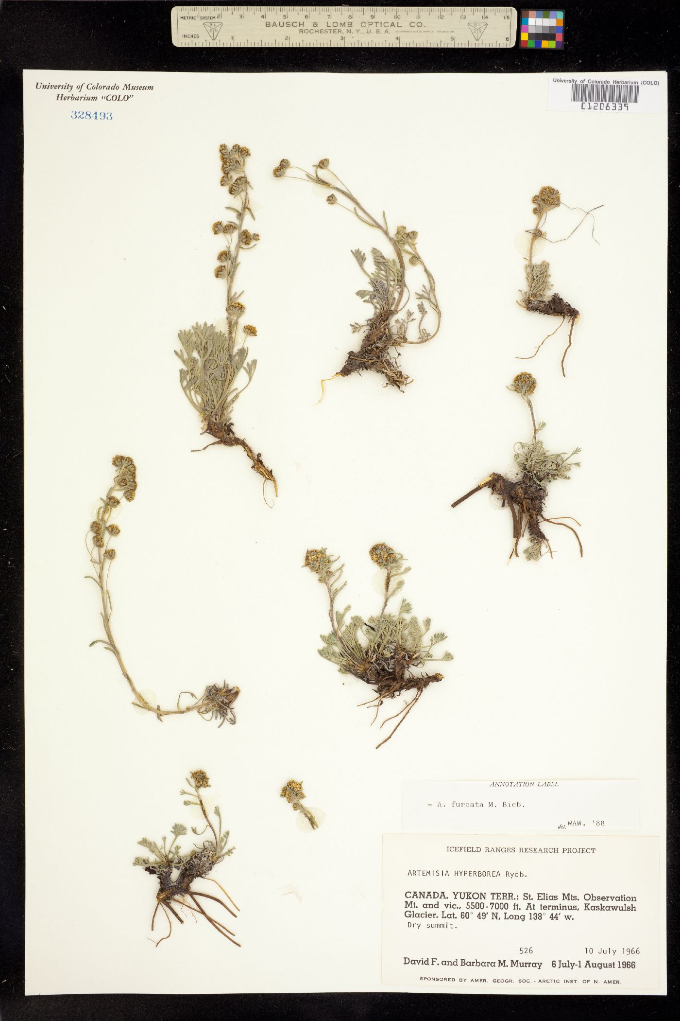 Artemisia furcata image