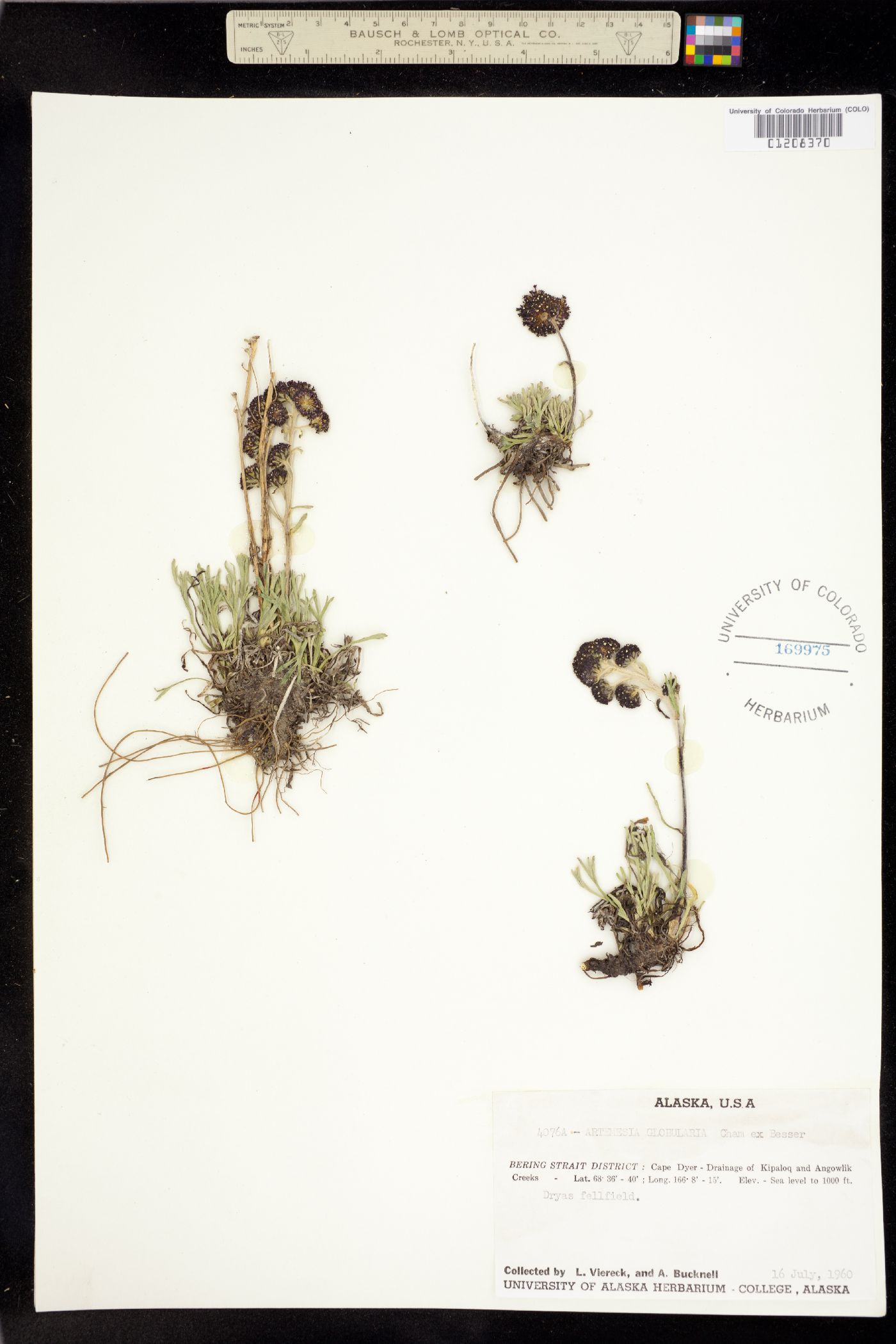 Artemisia globularia image