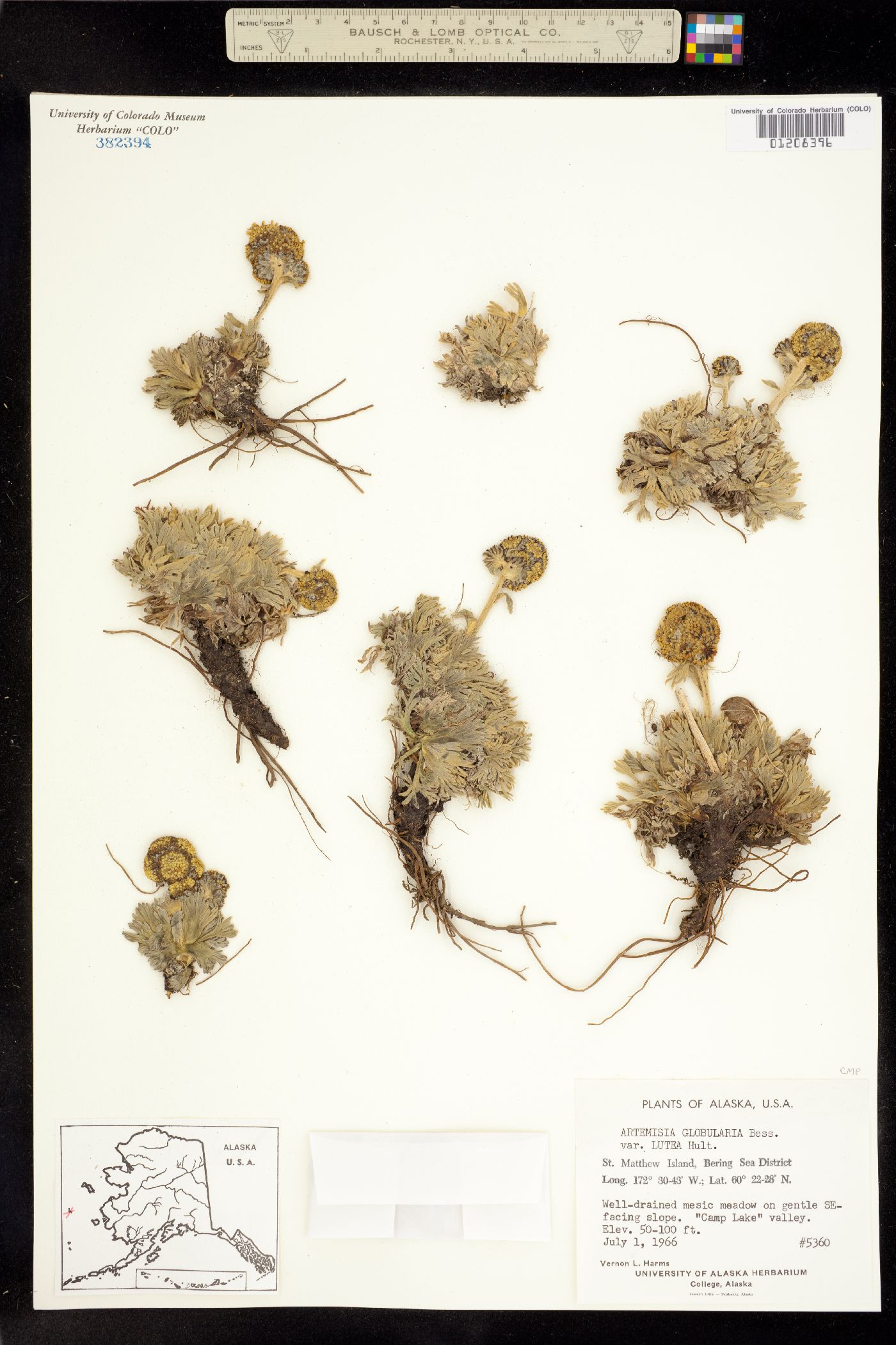 Artemisia globularia image