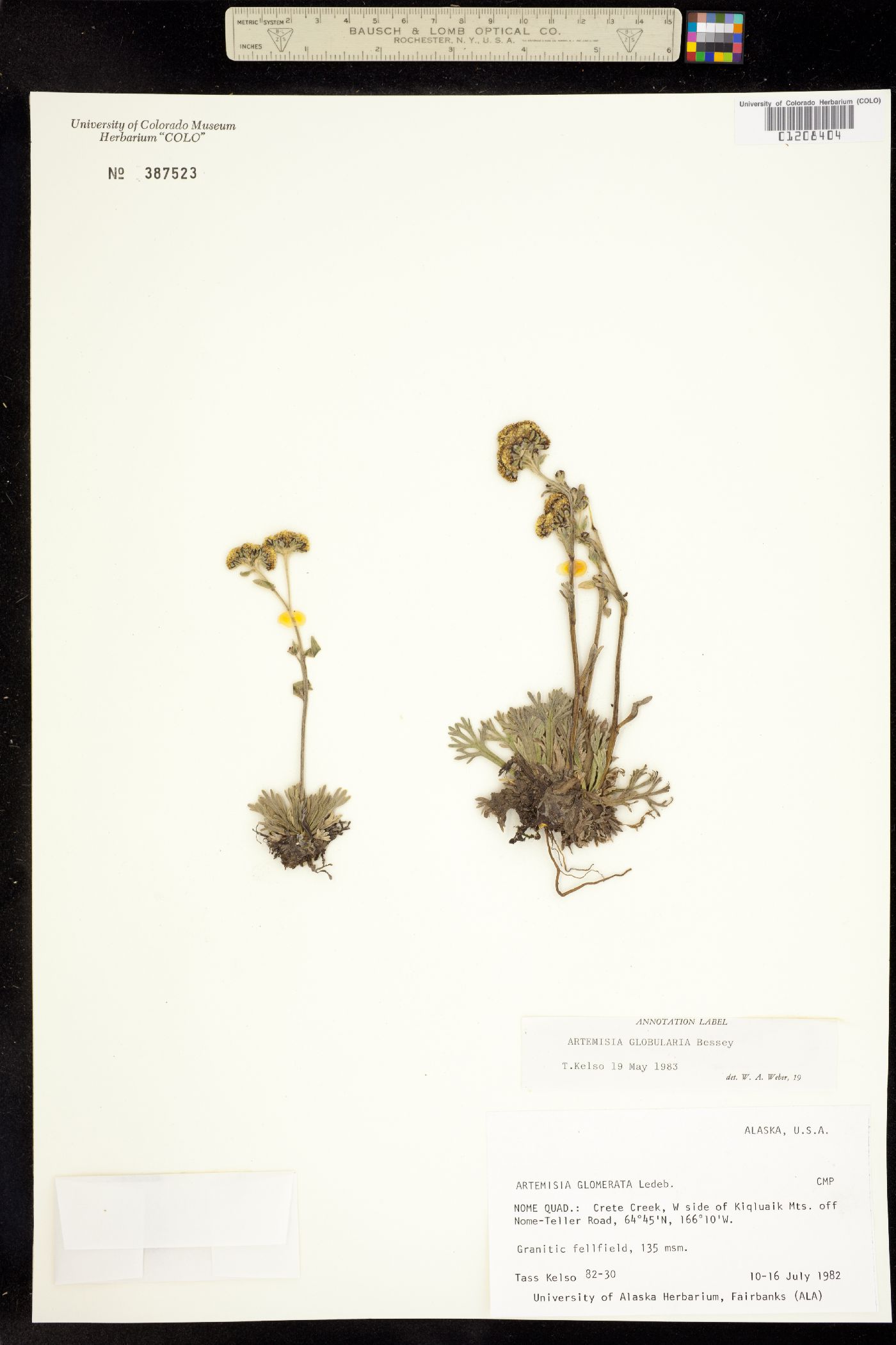 Artemisia globularia image