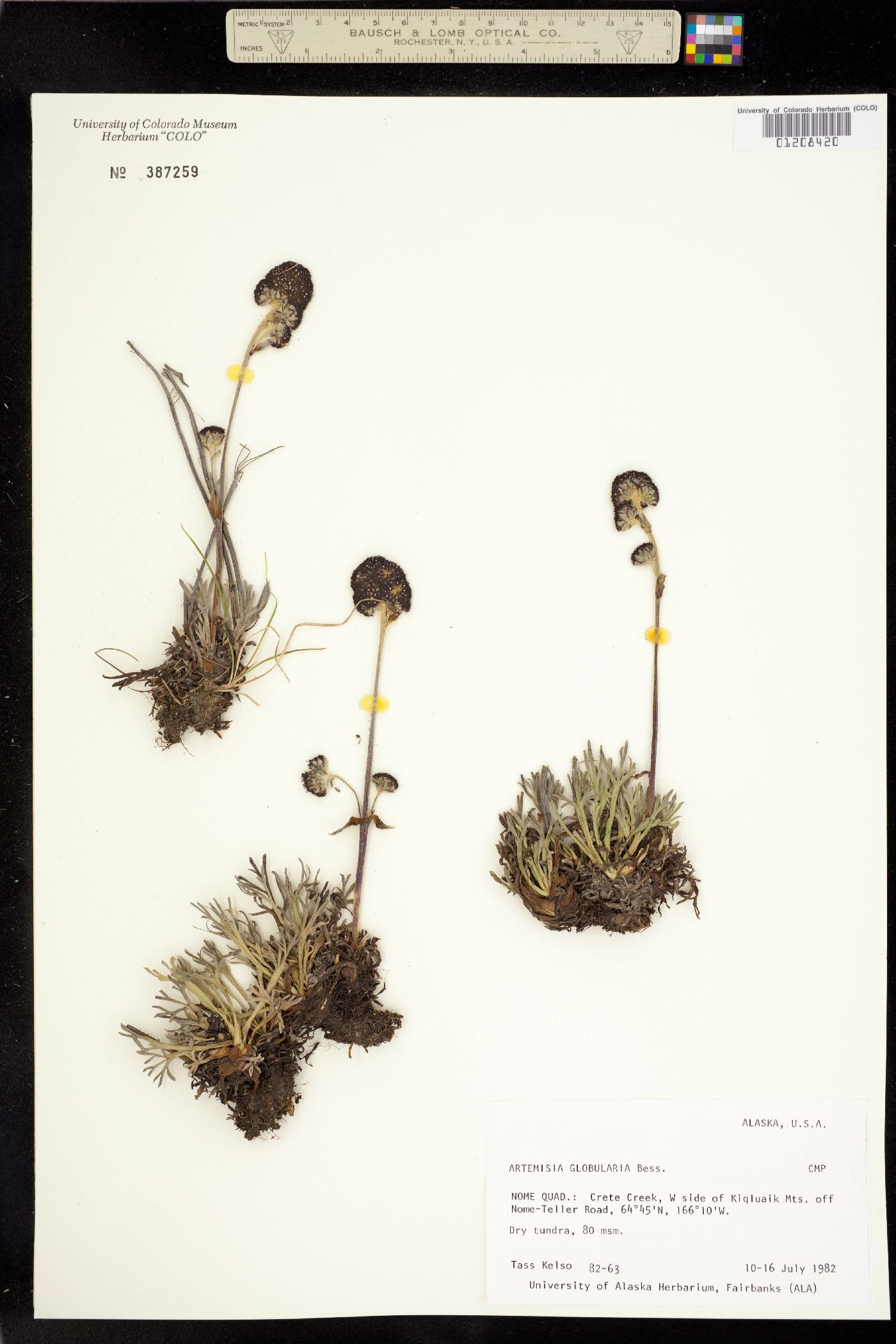 Artemisia globularia image