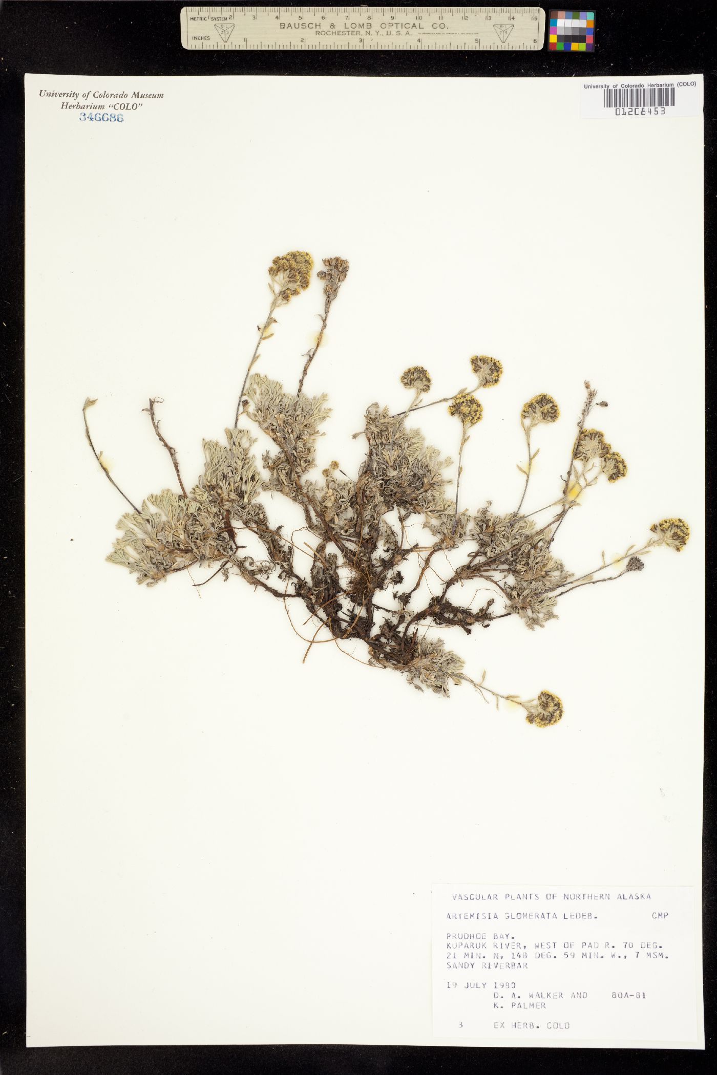 Artemisia glomerata image