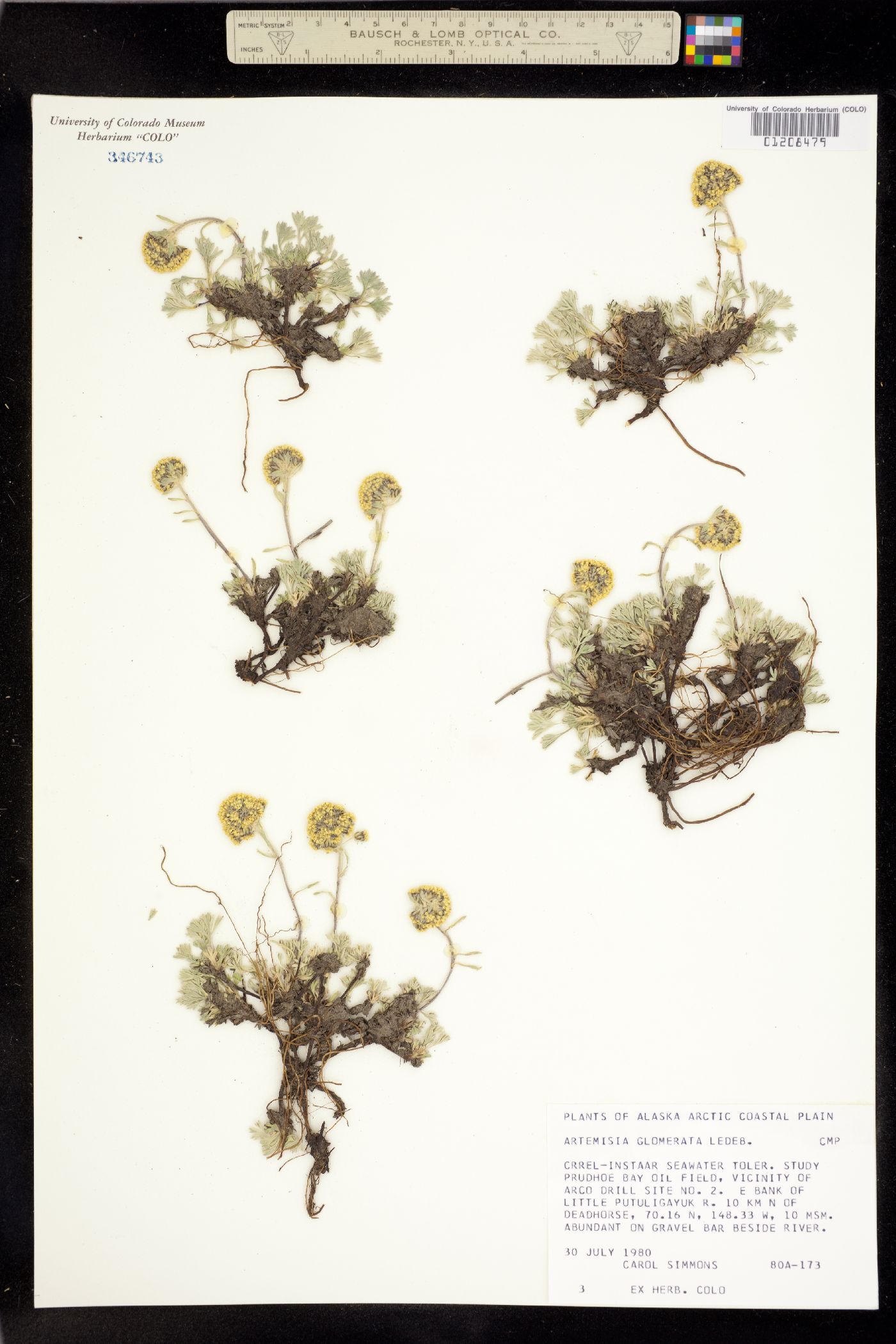 Artemisia glomerata image