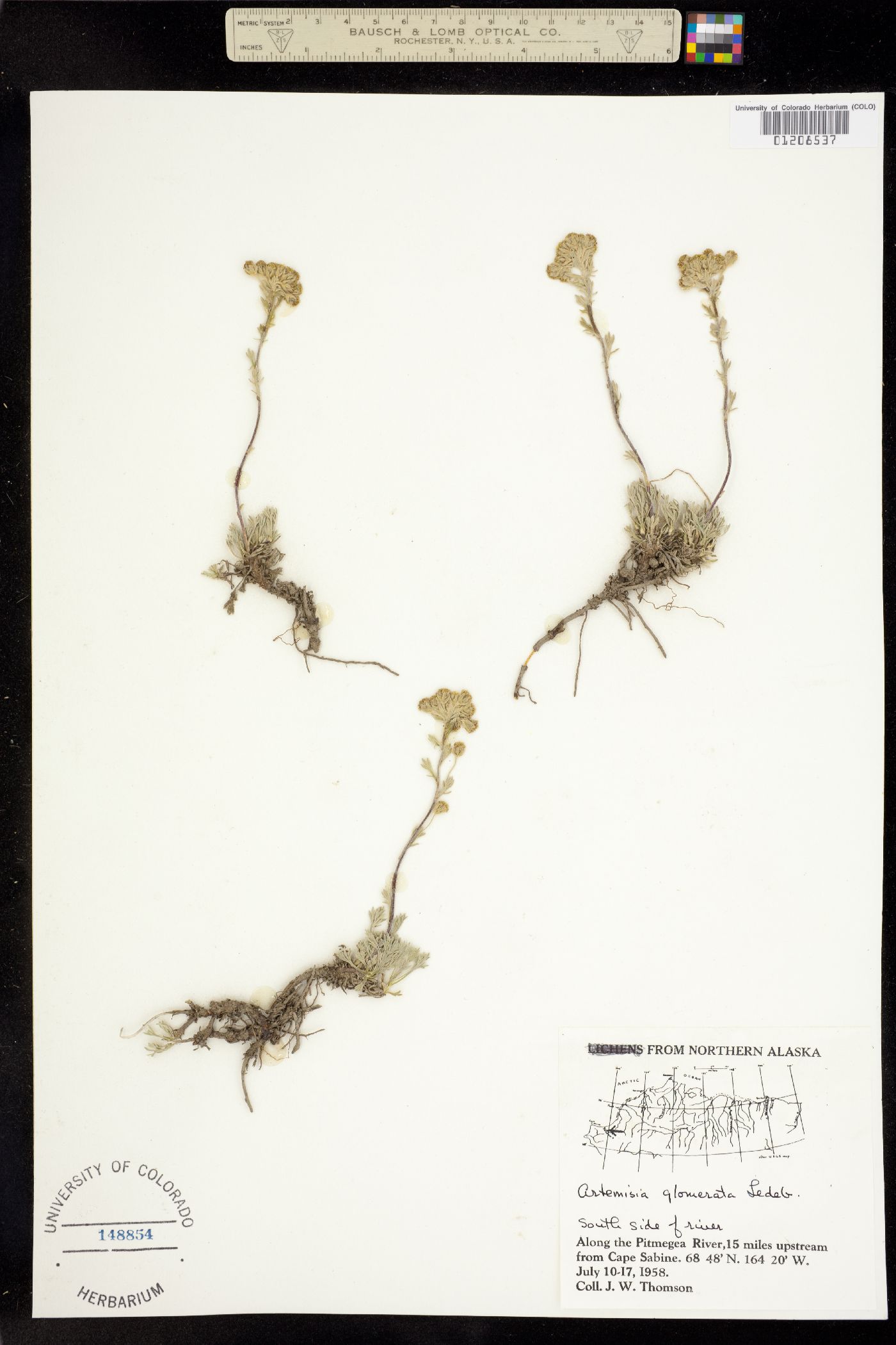 Artemisia glomerata image