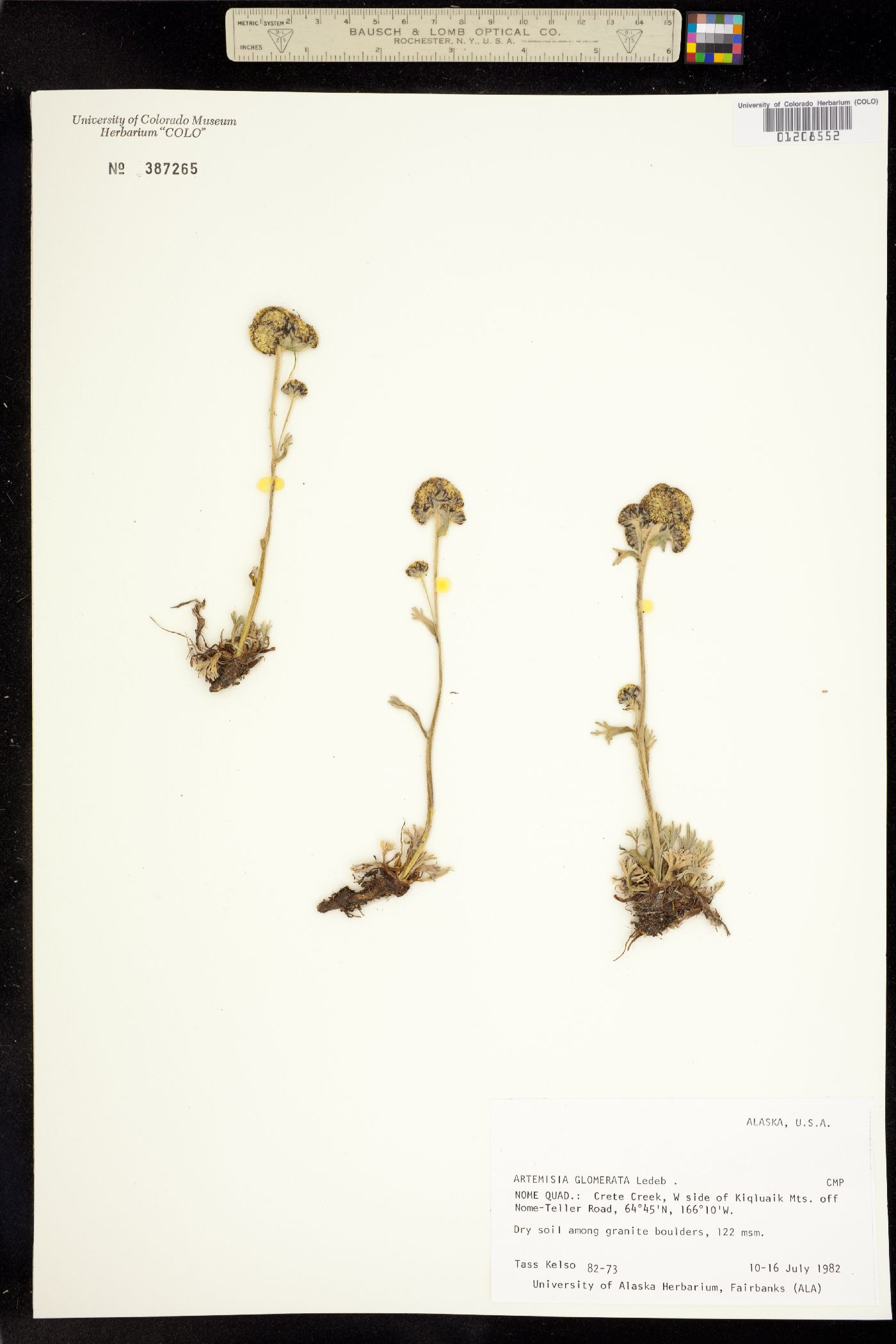 Artemisia glomerata image
