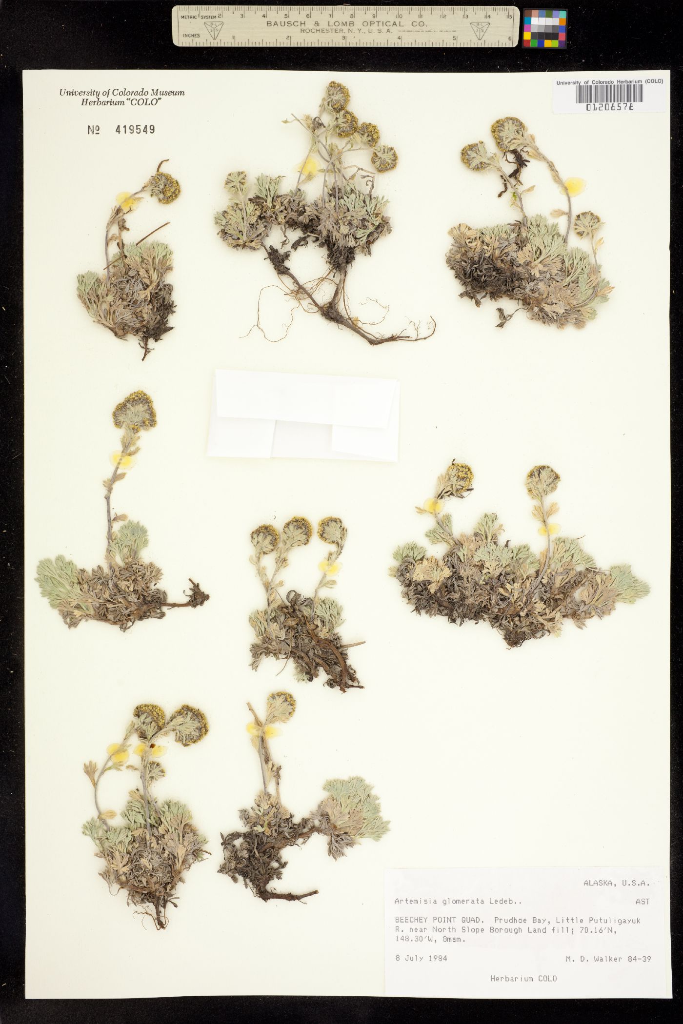 Artemisia glomerata image