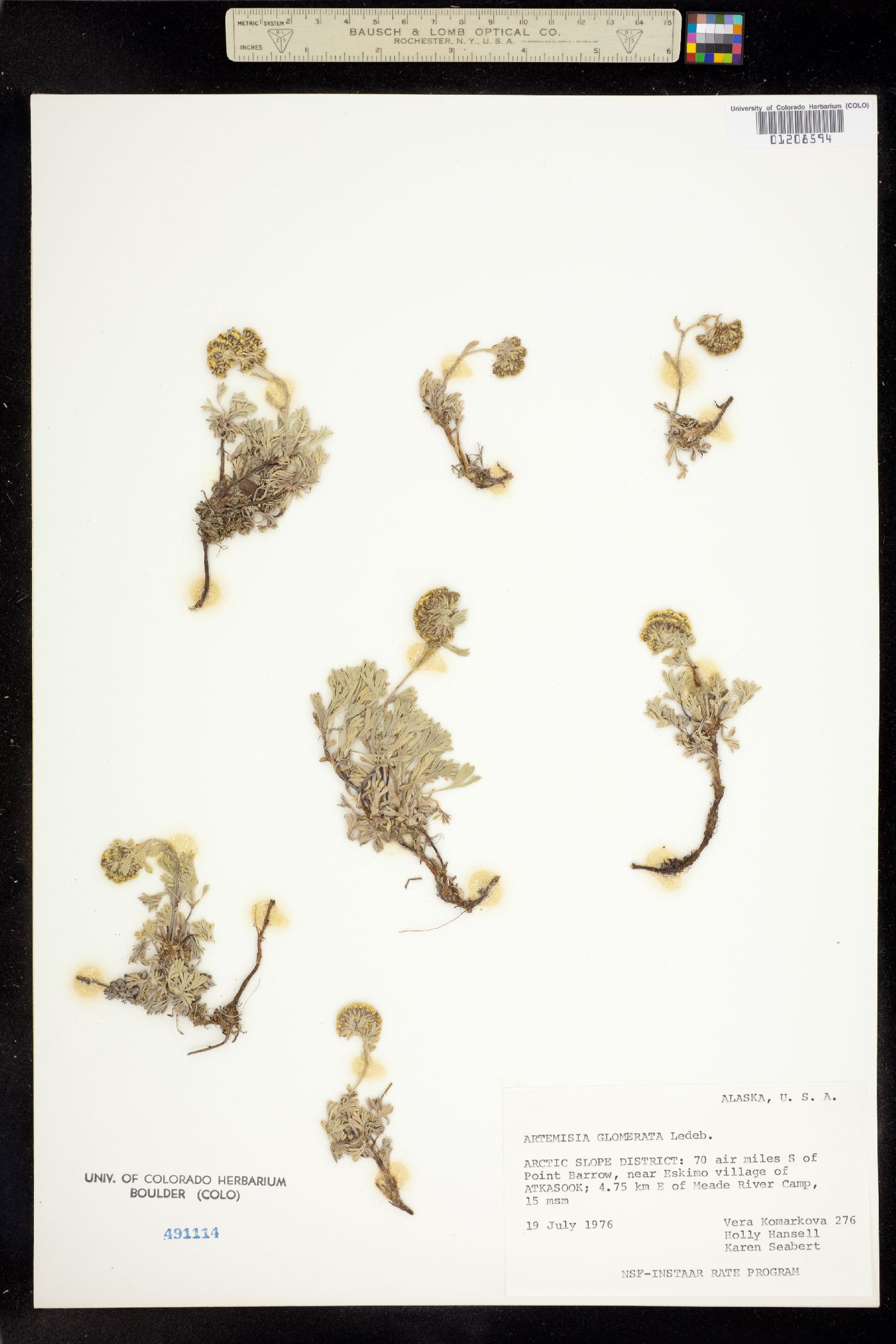 Artemisia glomerata image