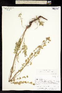 Artemisia laciniatiformis image