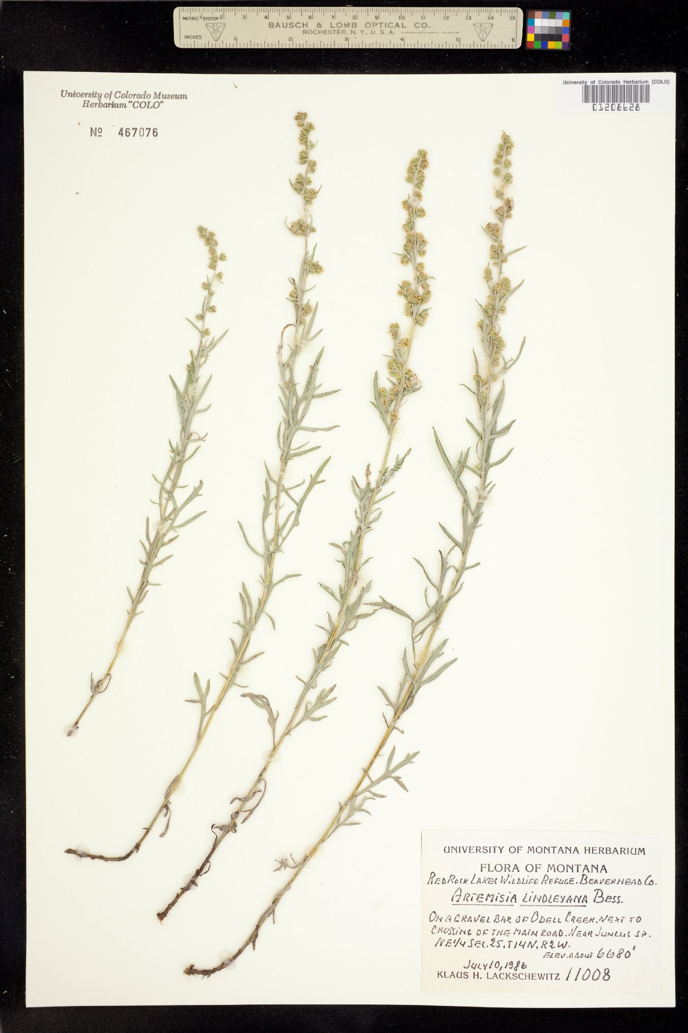 Artemisia lindleyana image