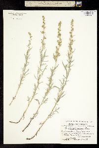 Artemisia lindleyana image