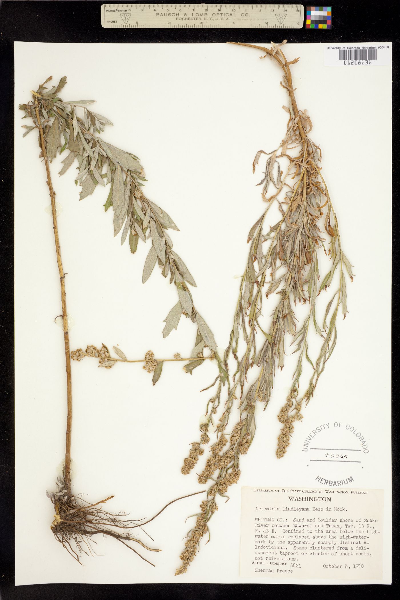 Artemisia ludoviciana ssp. incompta image