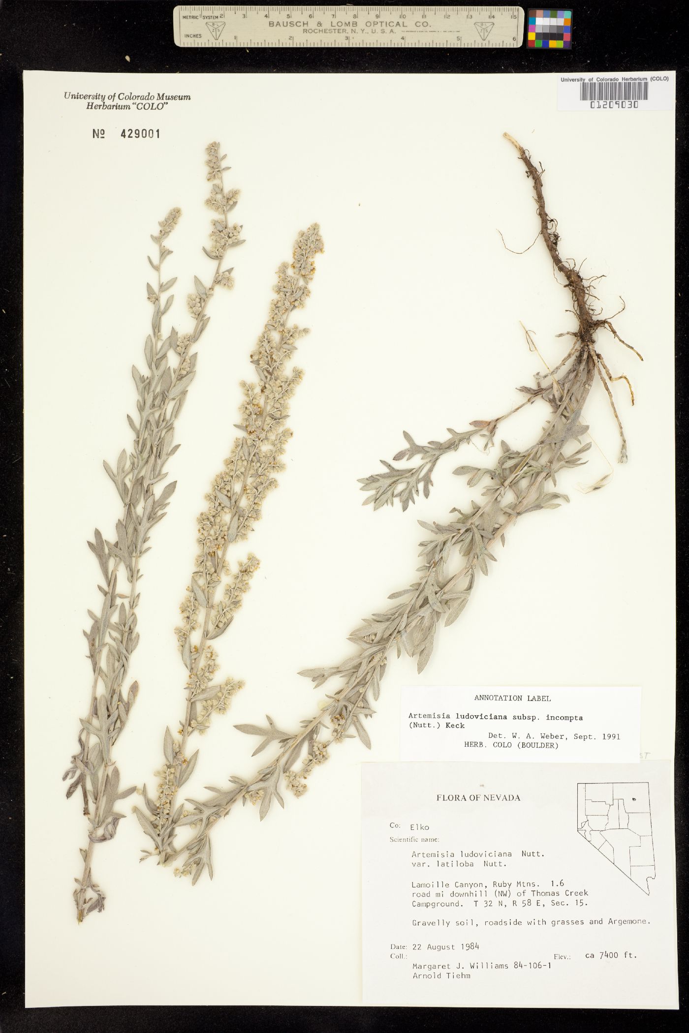 Artemisia ludoviciana subsp. incompta image