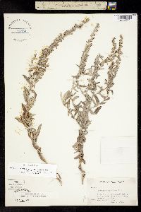 Artemisia ludoviciana image