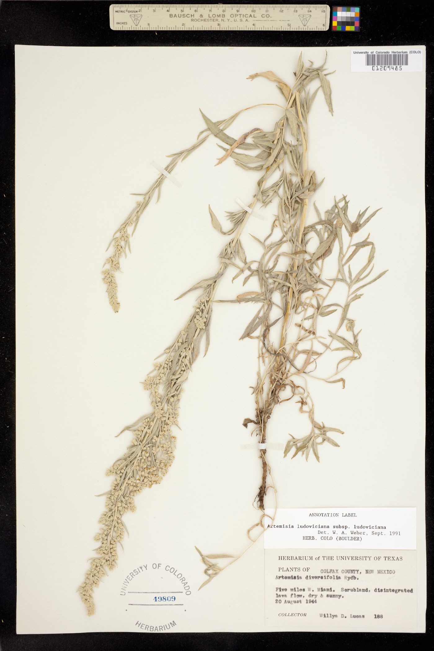 Artemisia ludoviciana image