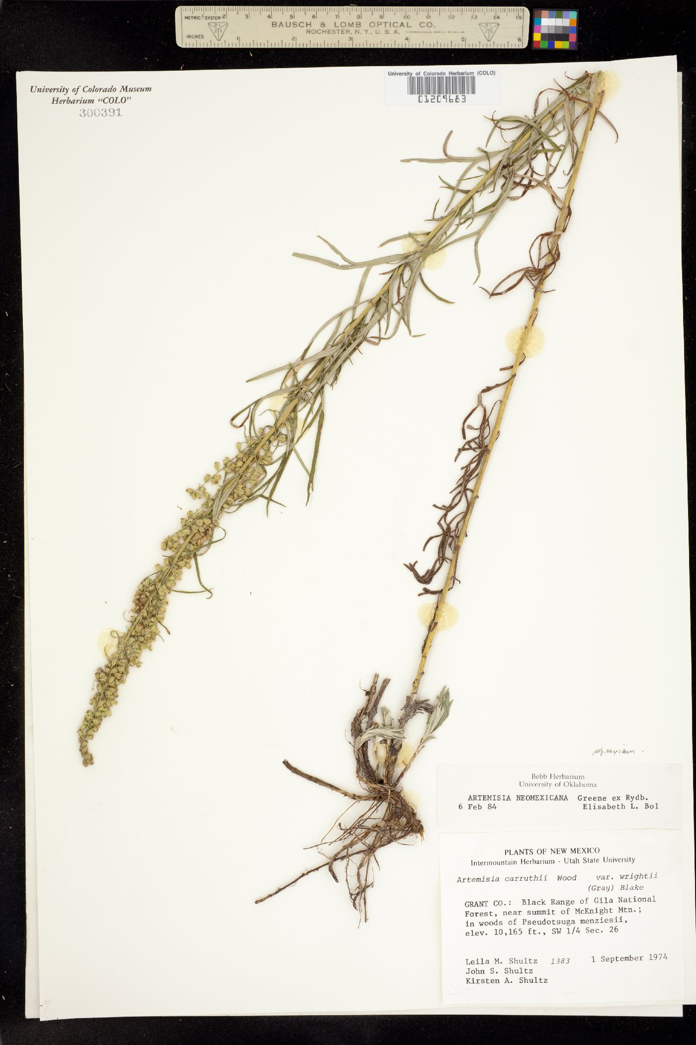 Artemisia ludoviciana ssp. mexicana image