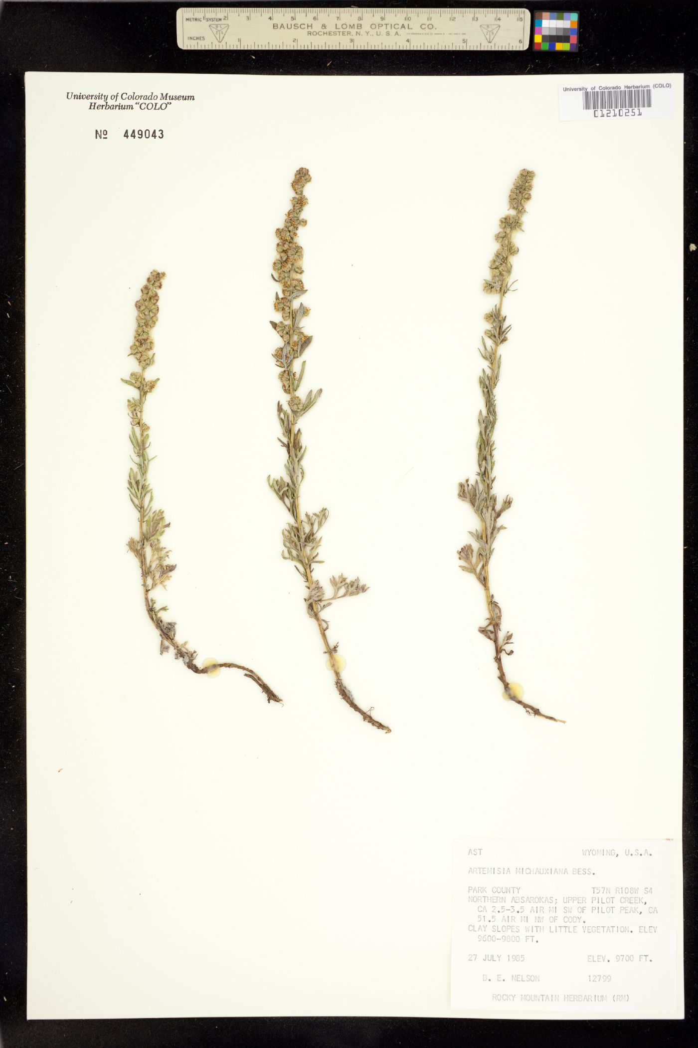 Artemisia image