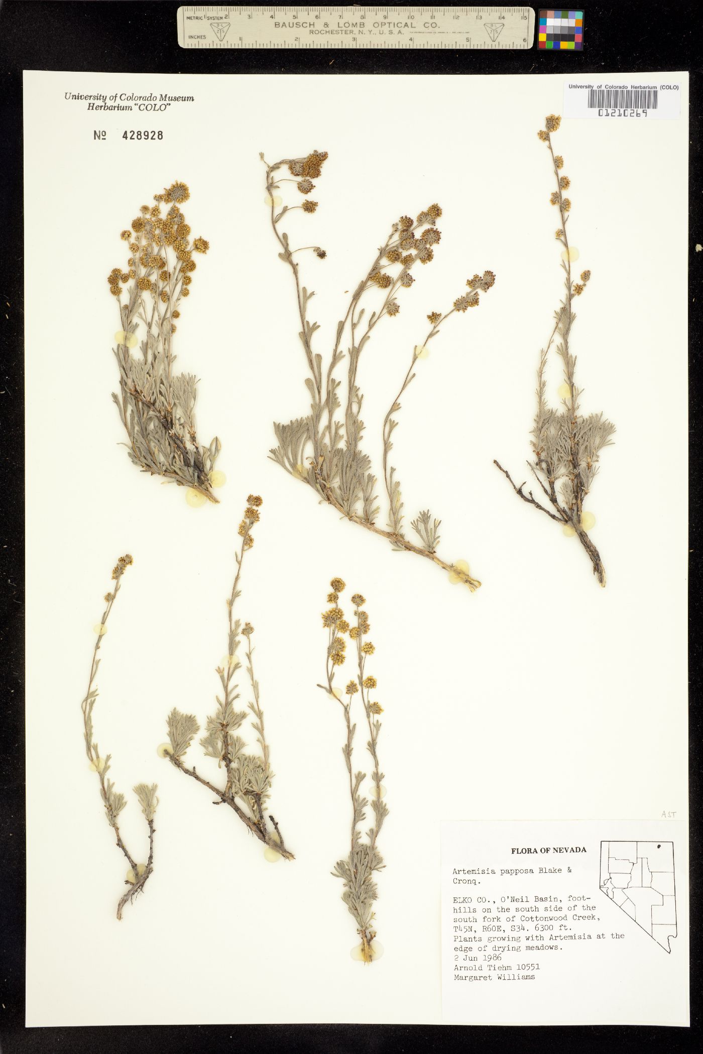 Artemisia papposa image