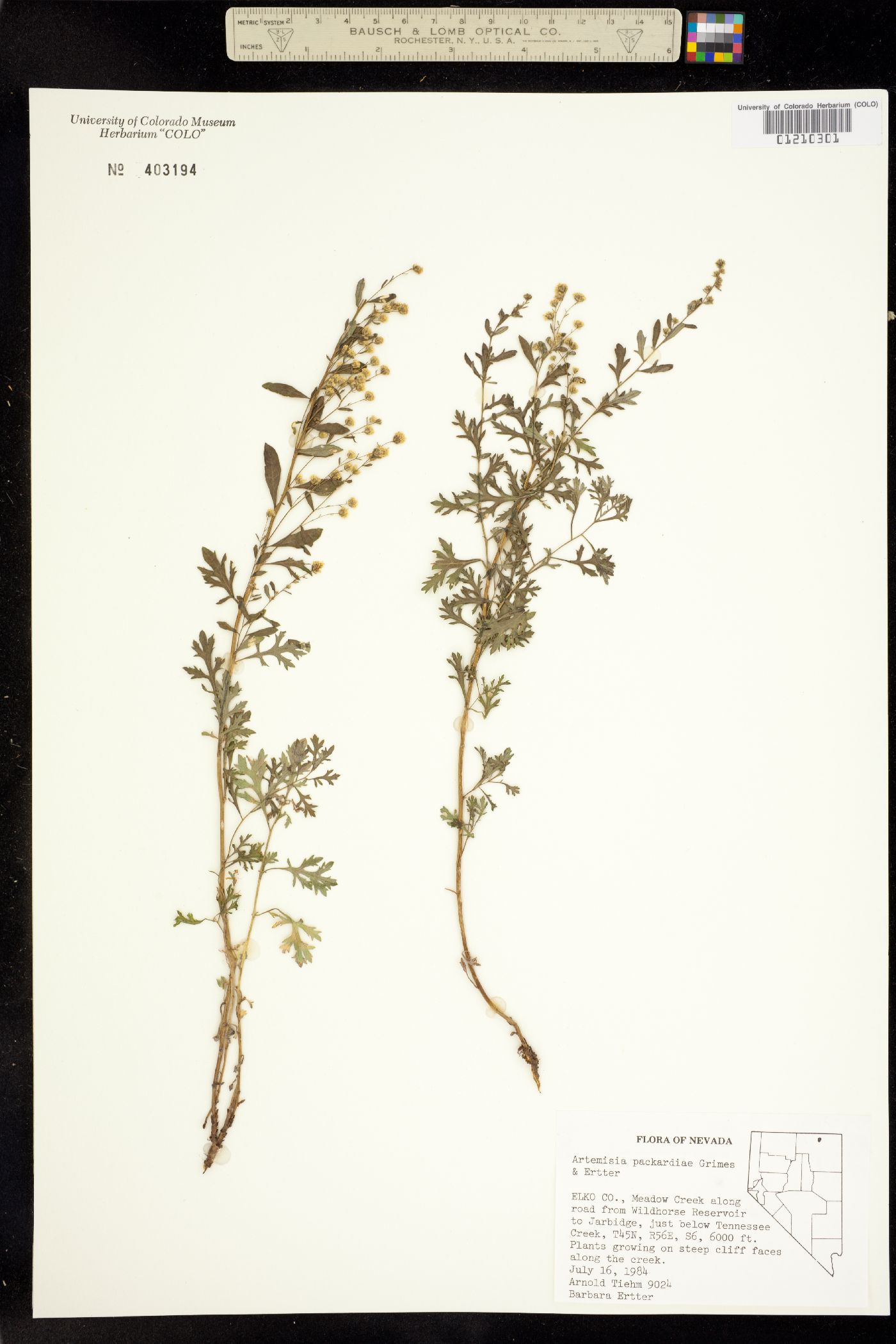 Artemisia packardiae image