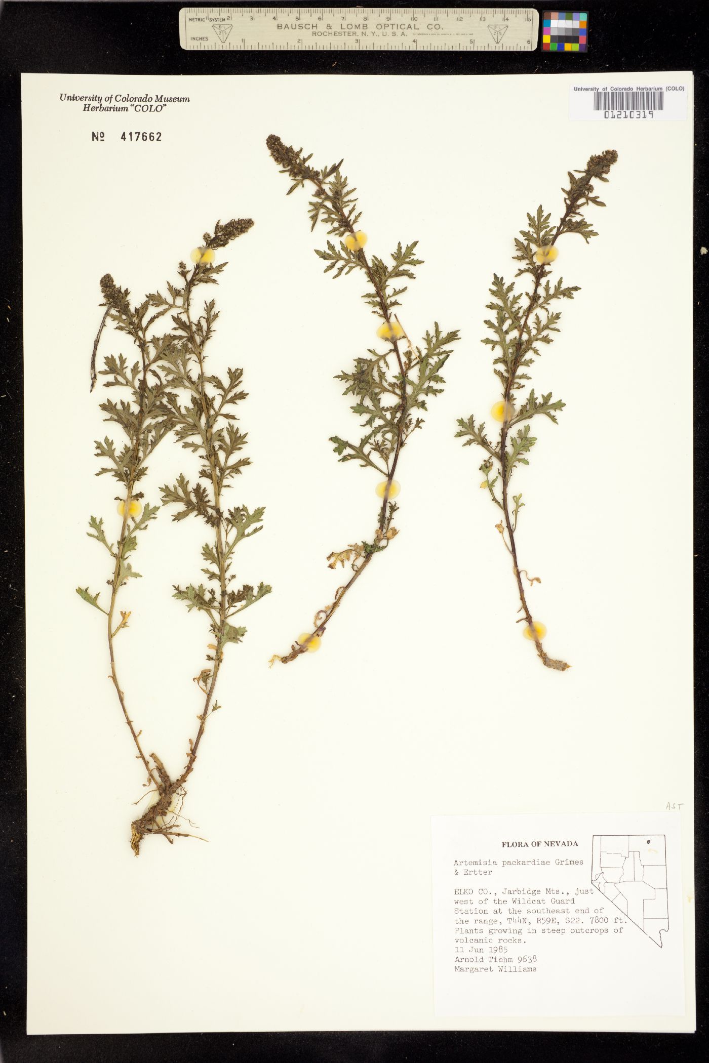 Artemisia packardiae image