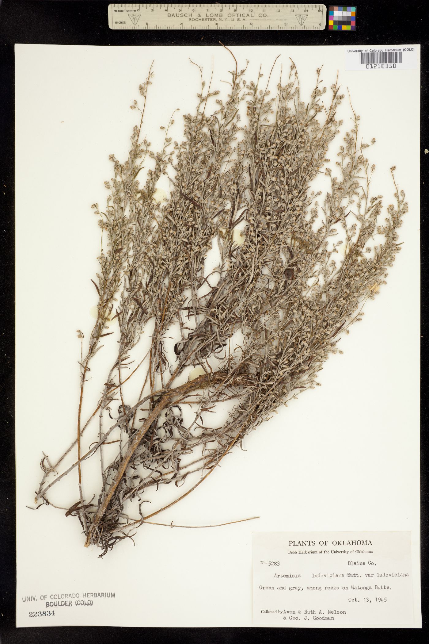 Artemisia ludoviciana ssp. mexicana image