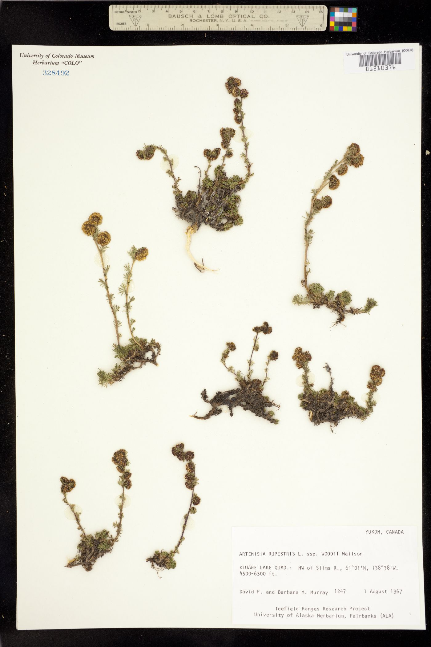 Artemisia rupestris image