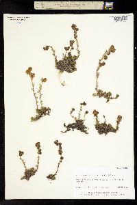 Image of Artemisia rupestris