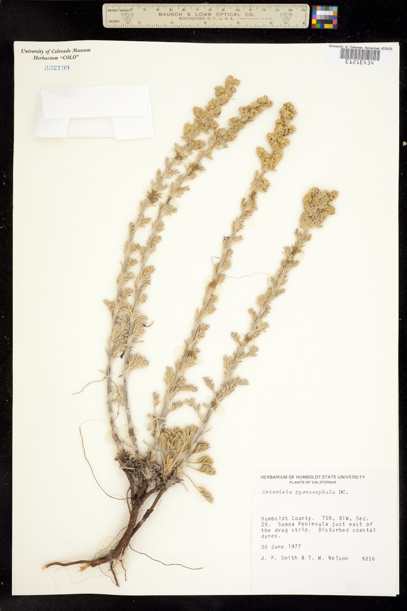 Artemisia pycnocephala image
