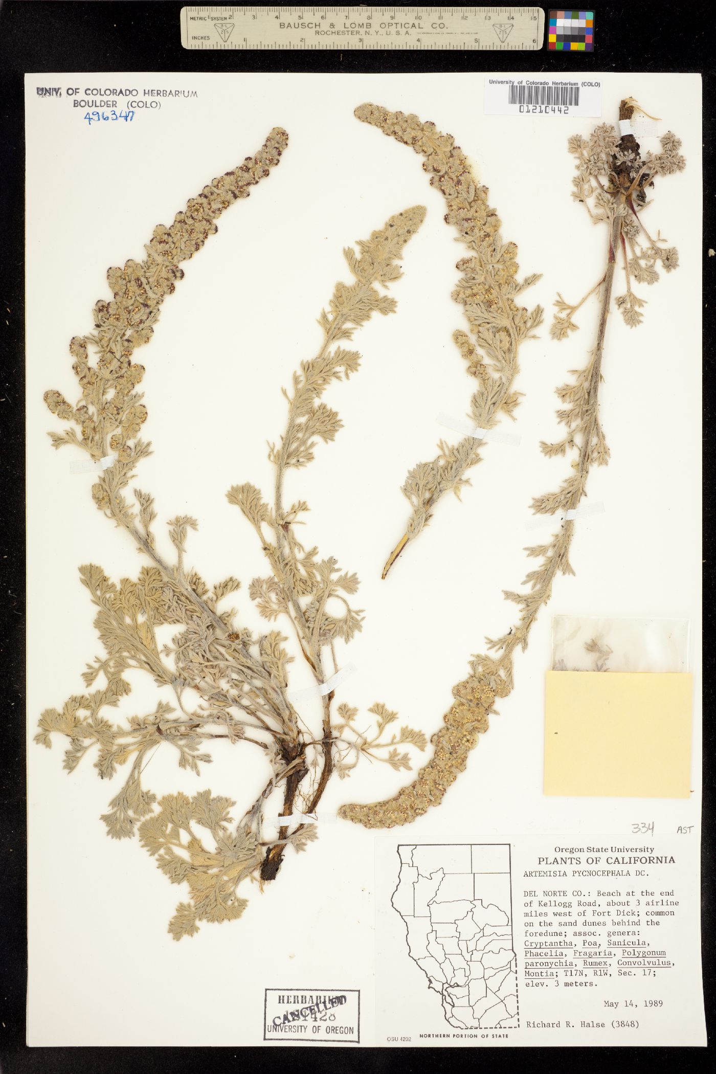 Artemisia pycnocephala image