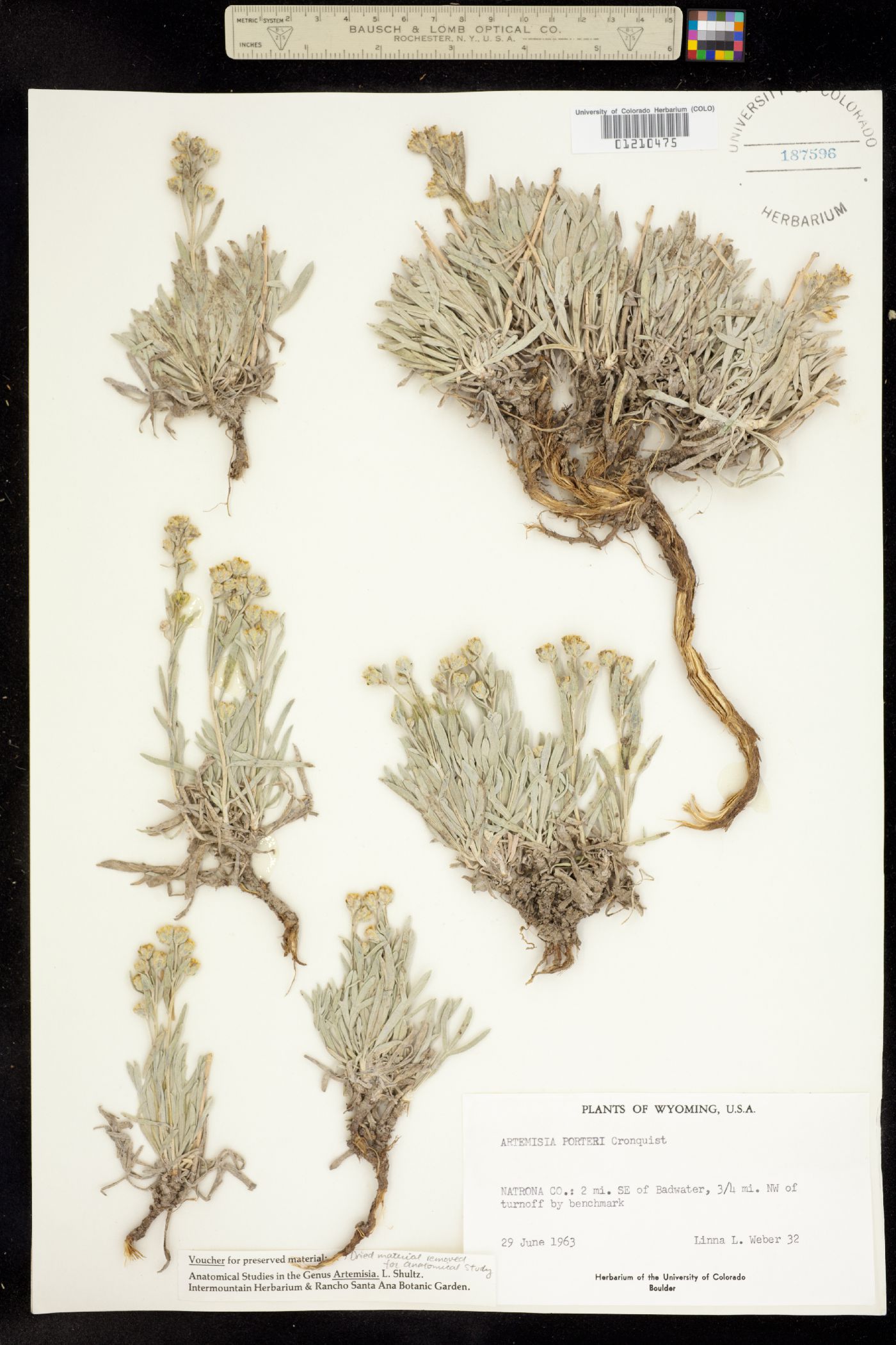 Artemisia porteri image