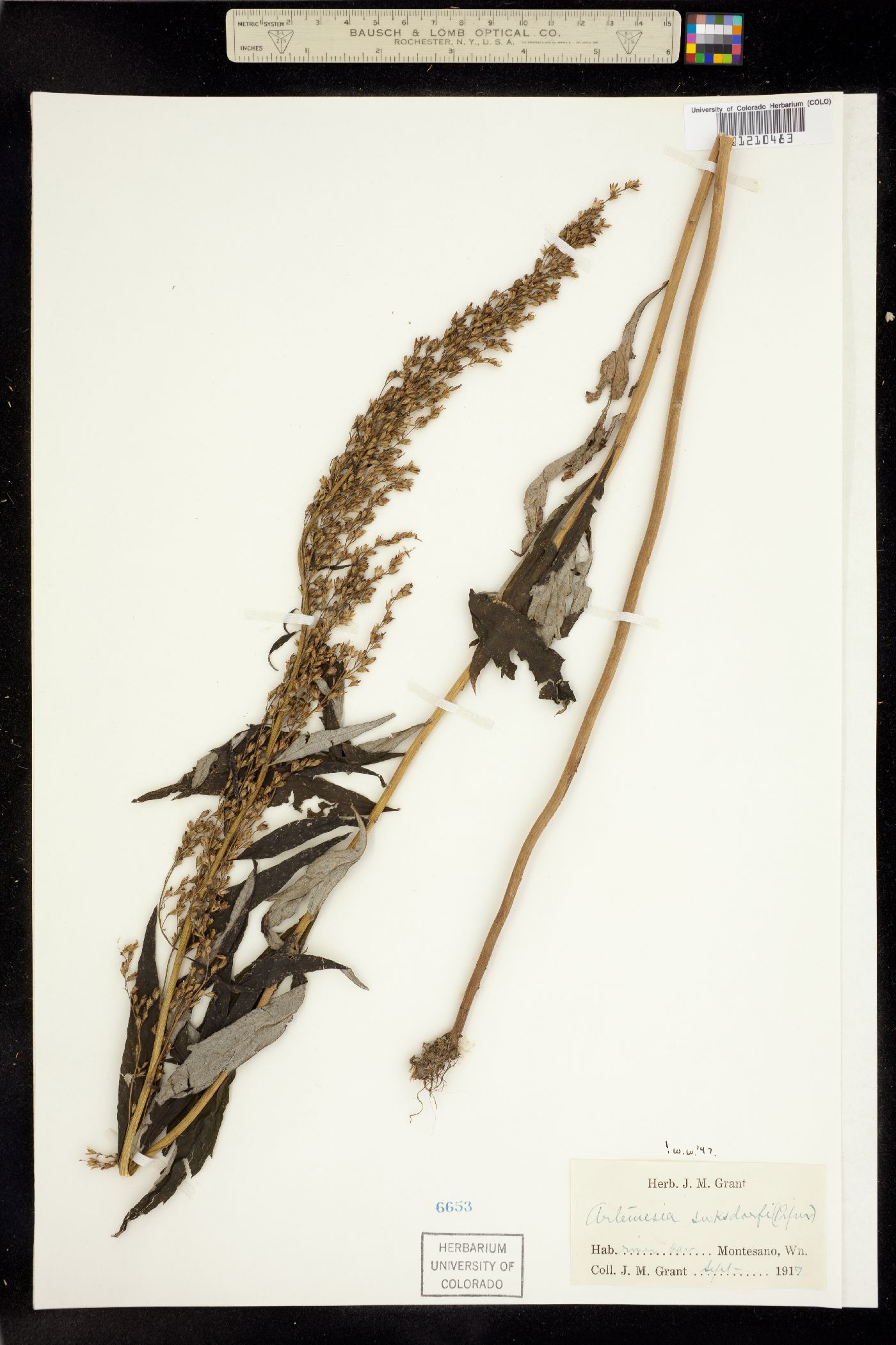 Artemisia suksdorfii image