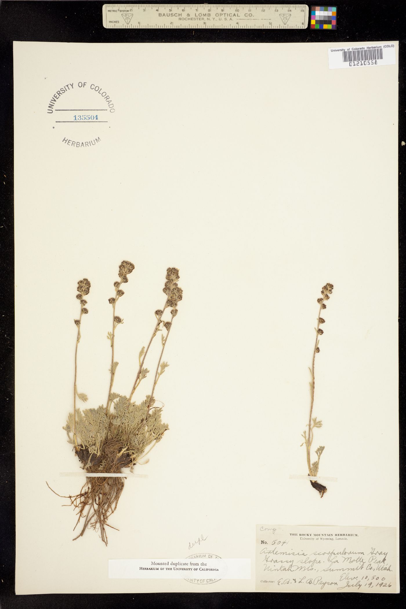 Artemisia scopulorum image