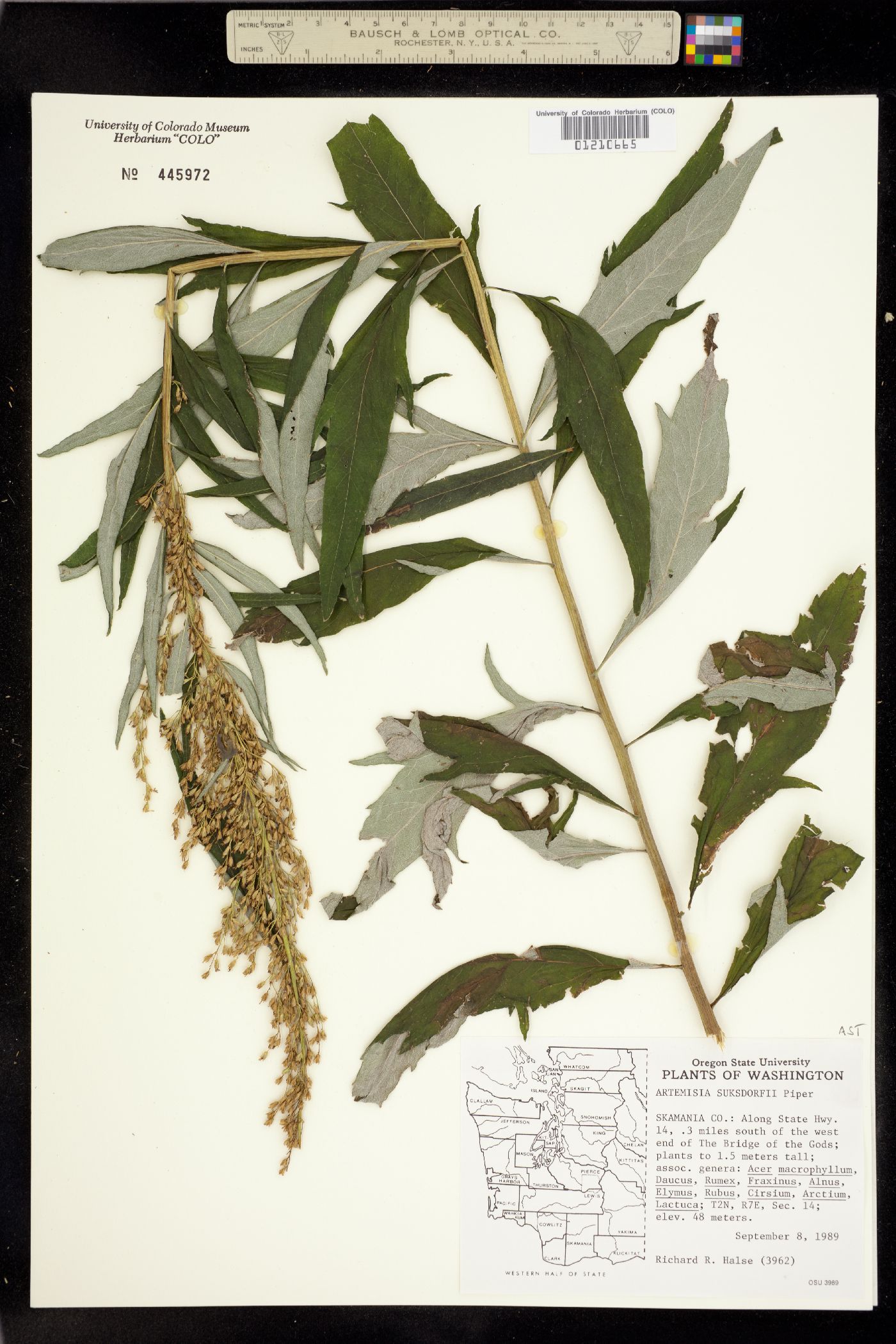 Artemisia suksdorfii image