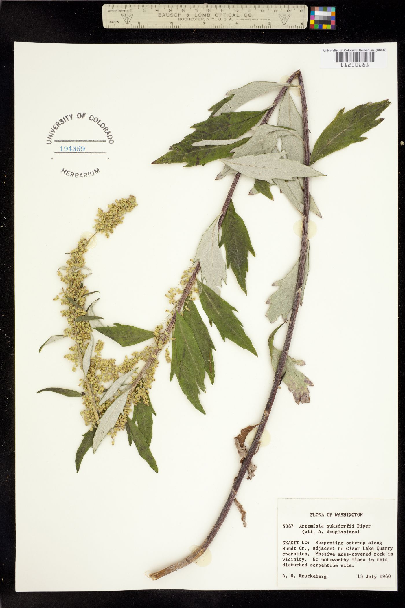 Artemisia suksdorfii image