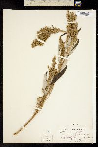 Artemisia suksdorfii image