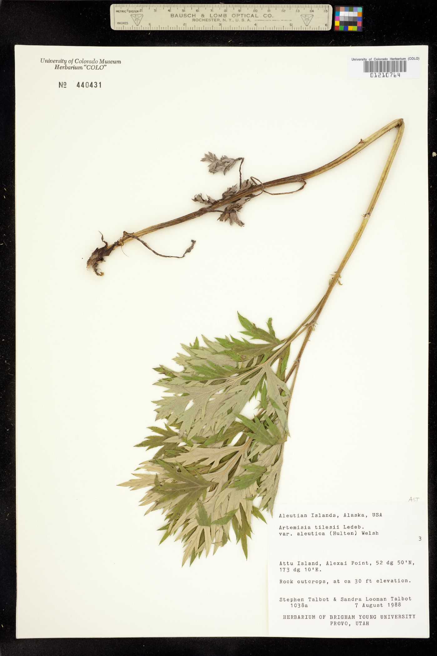 Artemisia tilesii image